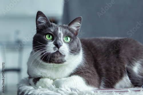 Wallpaper Mural Charming, elegant, very beautiful Gray-white cat with big green eyes sits on his bed. Torontodigital.ca