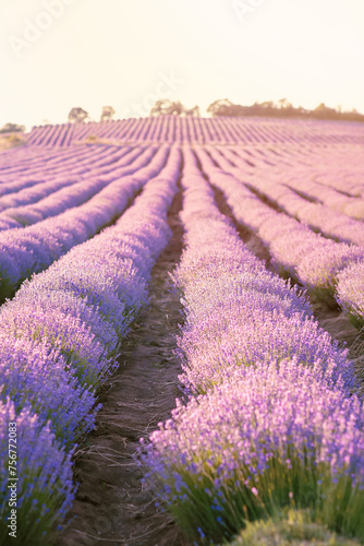 Beautiful purple Lavender field landscape on sunny day