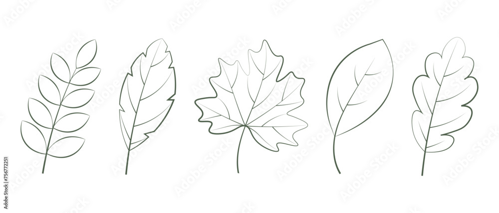Fototapeta premium Outline leaves set isolated on white background