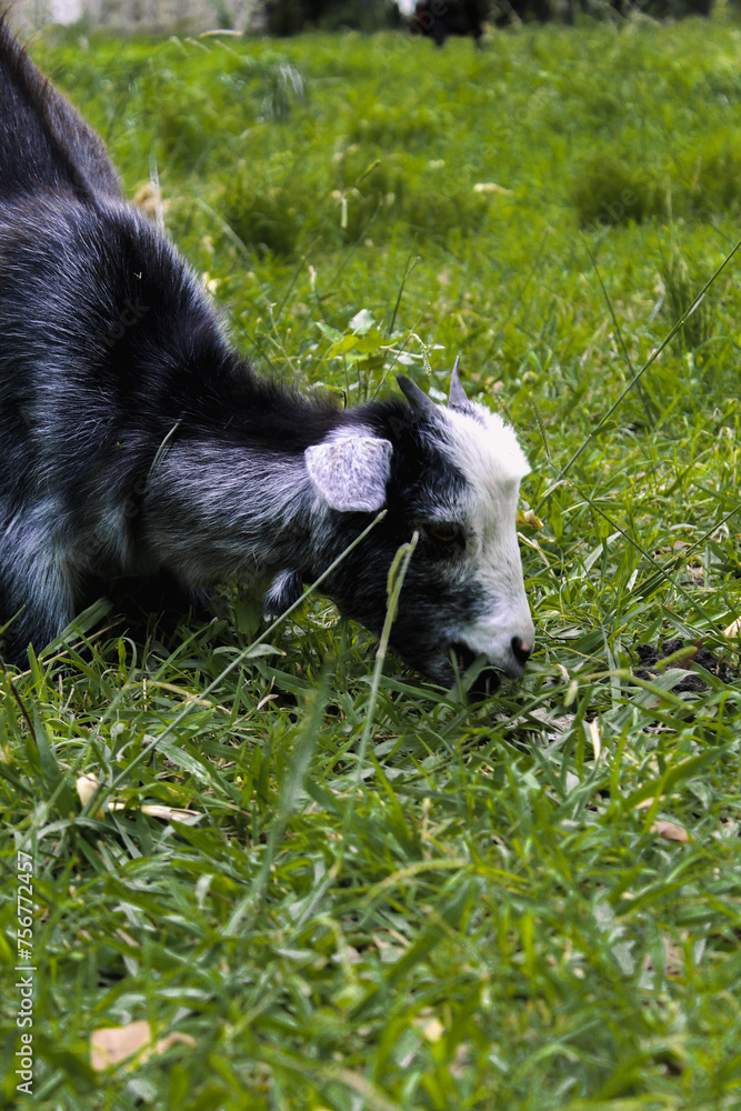 Fototapeta premium cabra, césped, animal, mascota, cachorro, verde, bebe, verde, negro, canino, blanco, collie, naturaleza, domestica, mascota, granja, aire libre, mamífero, cabra, verano, perro pastor, retrato, animal