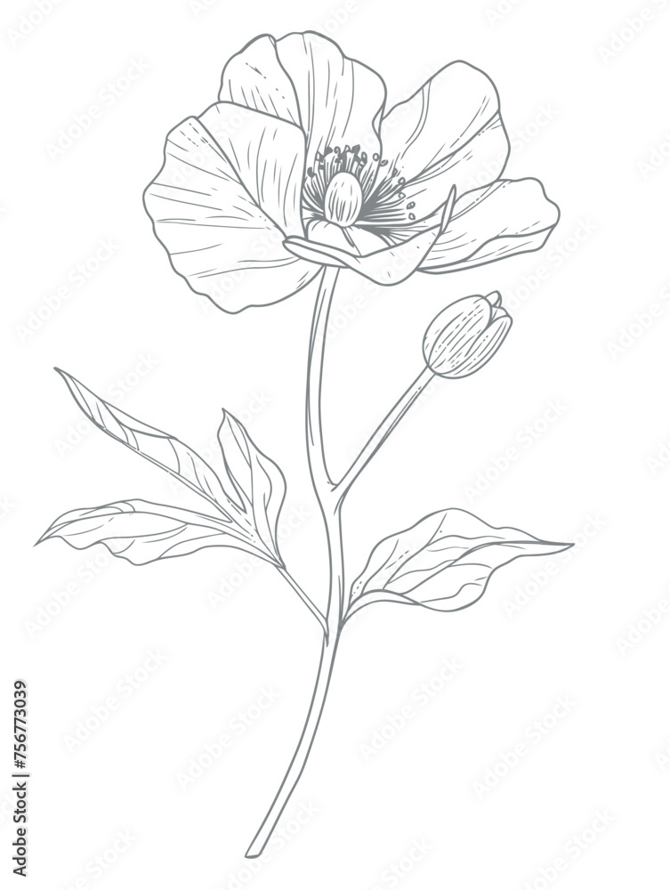 Single flower vector line art Single flower vector line art