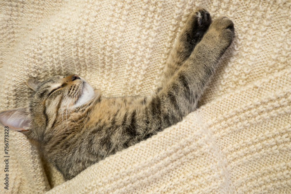 Close-up portrait of a domestic gray cat on a knitted sweater. The cat sleeps in a warm cozy knitted scarf