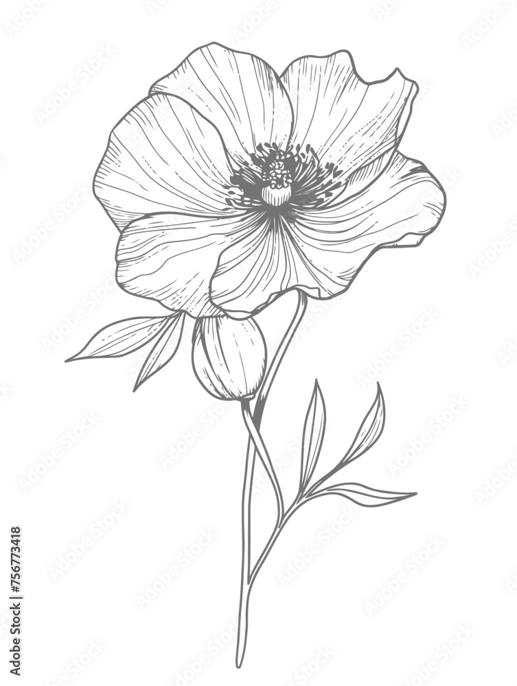 Single flower vector line art Single flower vector line art