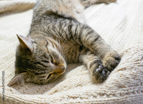 Obraz na płótnie Portrait of a sleeping gray domestic cat on a knitted sweater. The cat lazily dozes w salonie