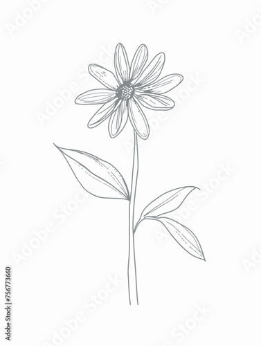 Single flower vector line art