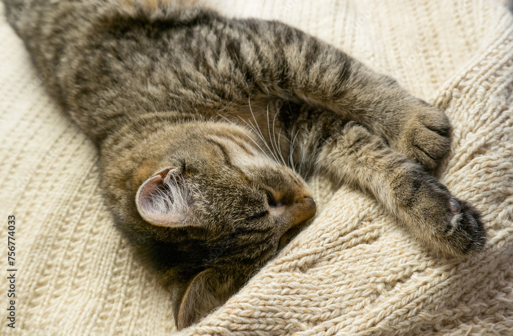 Portrait of a sleeping gray domestic cat on a knitted sweater. The cat lazily dozes