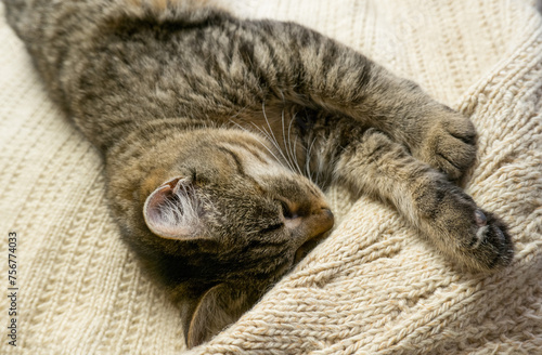 Obraz na płótnie Portrait of a sleeping gray domestic cat on a knitted sweater. The cat lazily dozes w salonie