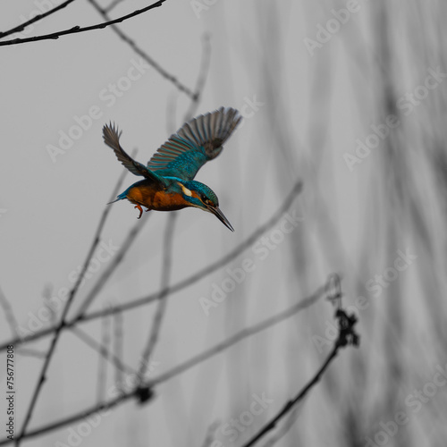 Kingfisher flying