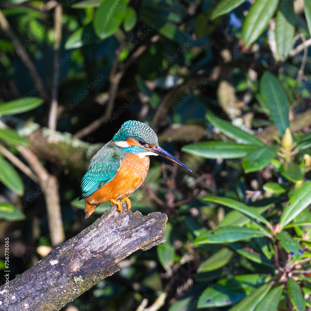 Fototapeta premium Kingfisher perching 