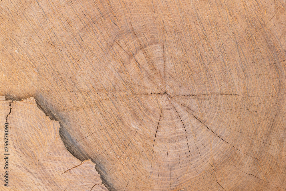 Naklejka premium Texture of a wooden cut. Wood background.