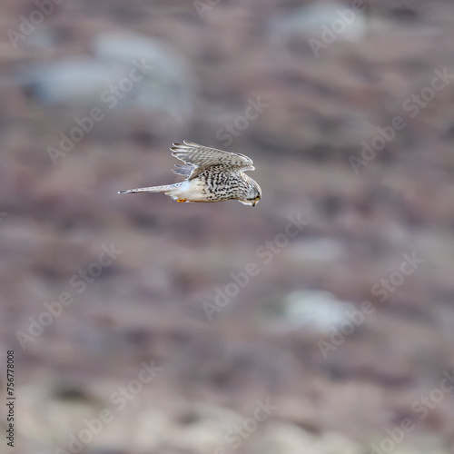 Kestrel hovering