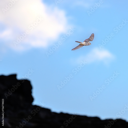 Kestrel leaving 