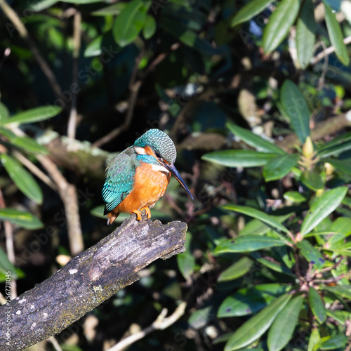 Kingfisher perching