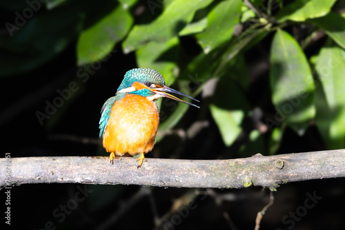 Perching kingfisher