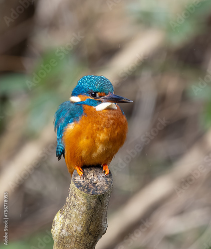 Kingfisher perching