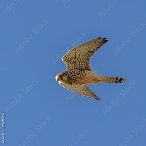 Kestrel in flight
