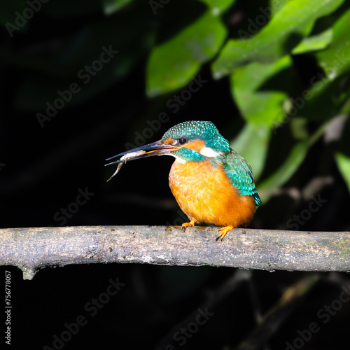 Kingfisher eating
