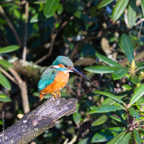 Kingfisher perching 