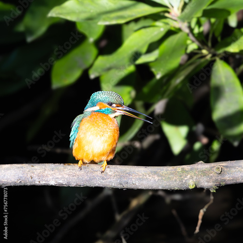 Kingfisher perched