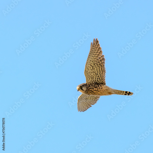 kestrel in flight