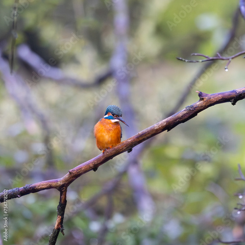 Kingfisher perching