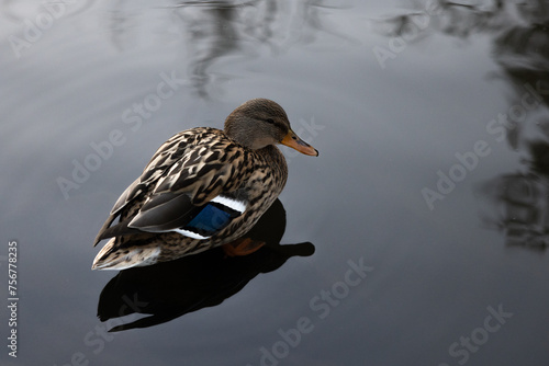Female Mallard