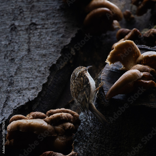 Treecreeper