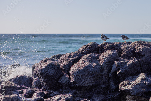 Turnstones