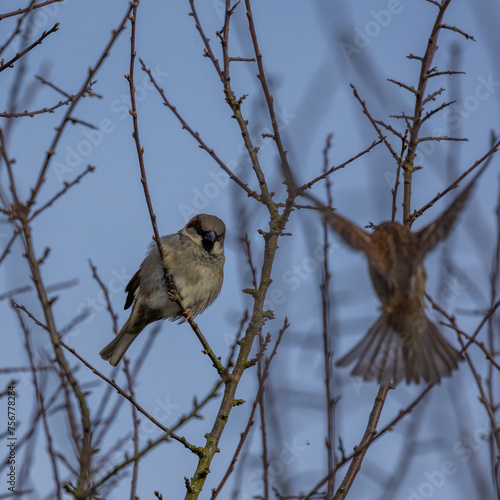 sparrow on a branch