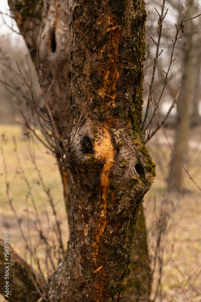 Fototapeta premium protrusions on the bark of a tree