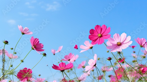 flowers bright sky background 
