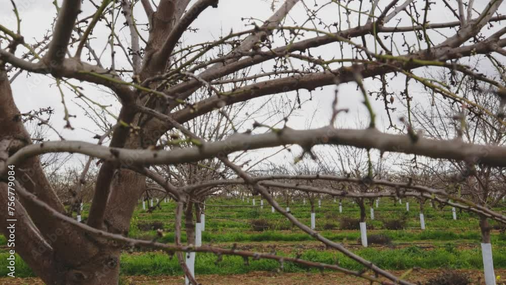planting almond trees with white and pink flowers in a plantation
planting almond trees with white and pink flowers in a plantation