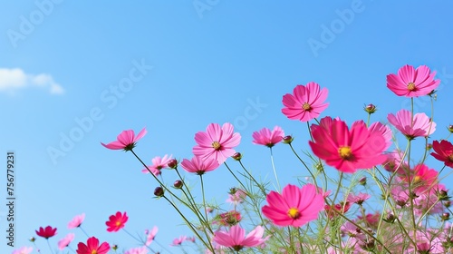 flowers bright sky background, © @desy