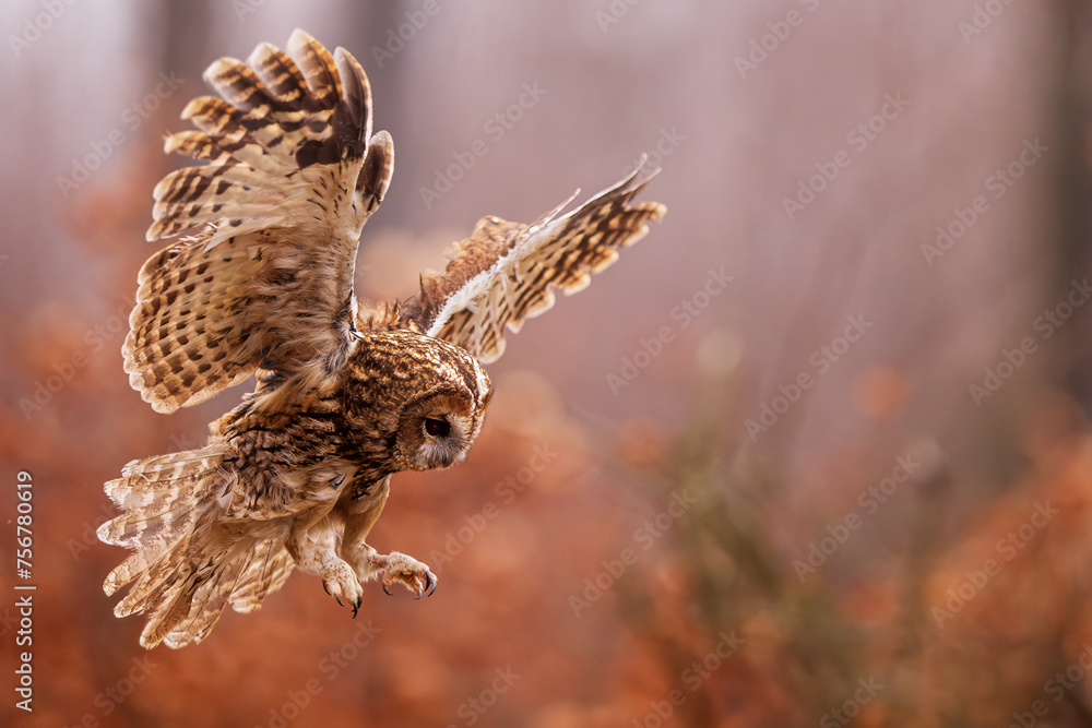 Obraz premium tawny owl (Strix aluco) flying in the colourful forest