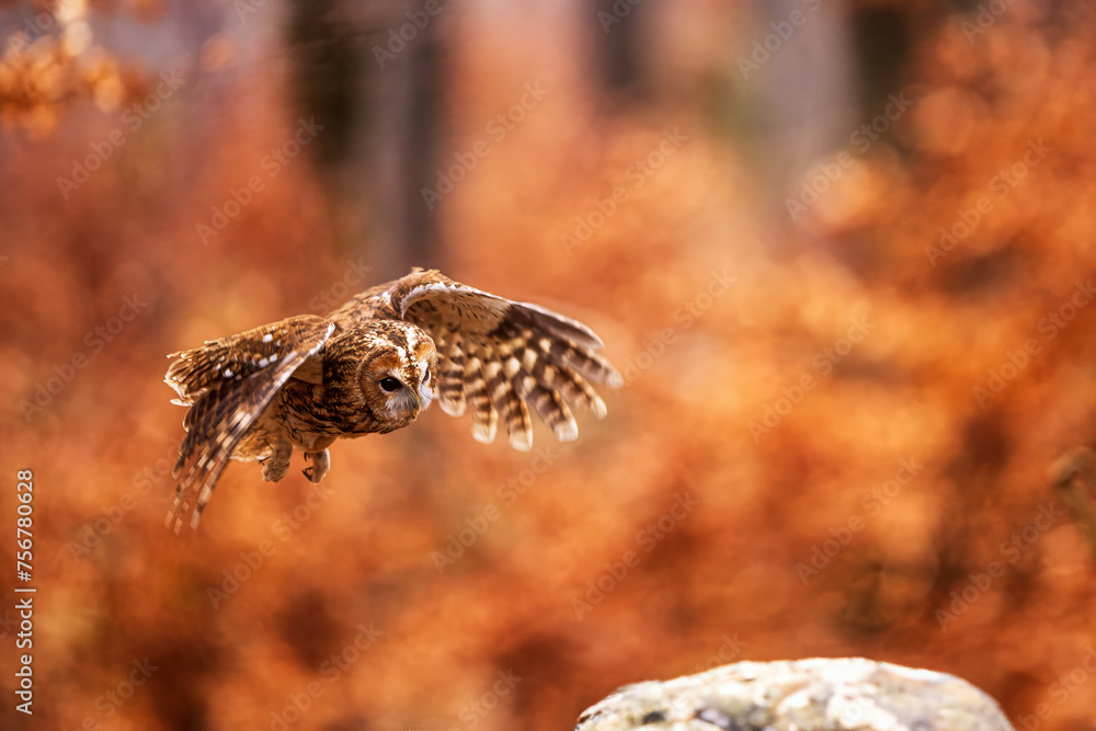 tawny owl (Strix aluco) wants to sit on a rock tawny owl (Strix aluco) wants to sit on a rock