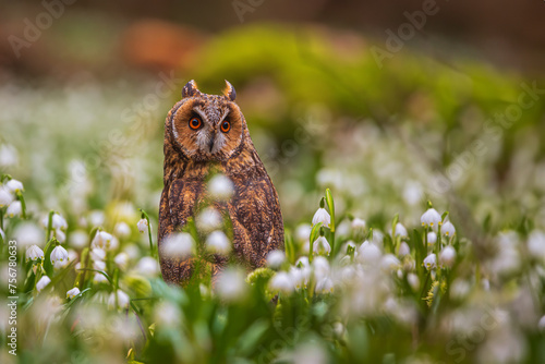 long-eared owl (Asio otus) sitting on a forest pallet full of snowbells photo