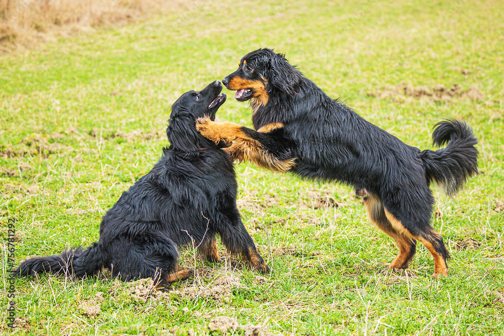 black and gold Hovie dog hovawart the two are getting to know each other black and gold Hovie dog hovawart the two are getting to know each other