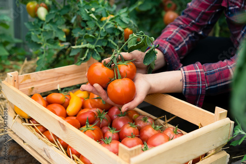 Harvest of organic tomatoes in a wooden box in the hands of a farmer, eco products, local vegetables