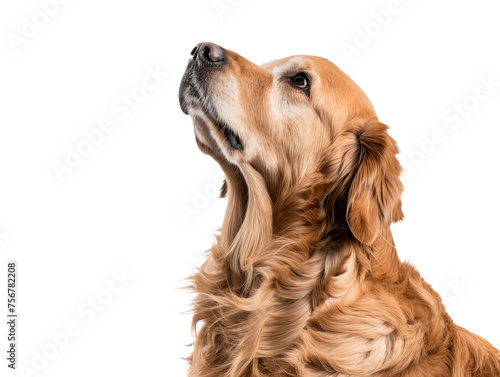 golden retriever looking up, closeup sideview portrait isolated on transparent background
