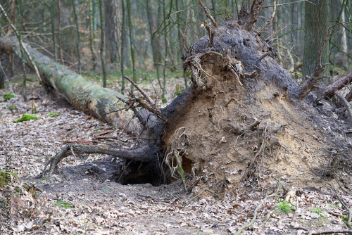 Large burrow in the ground near a downed tree in a summer forest.