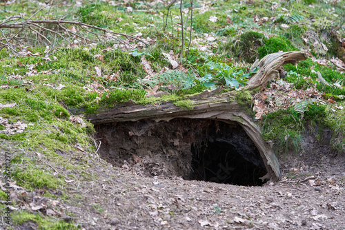Obraz na płótnie Large burrow in the ground near a downed tree in a summer forest.