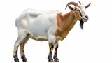 An adult goat that is a combination of brown and white on a white background. The horned goat curves inwards. Created with Generative AI.