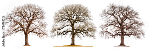A set of large trees without leaves close-up isolated on a white or transparent background. Oak trees with fallen leaves in winter  side view. Branched tree isolate  design element.
