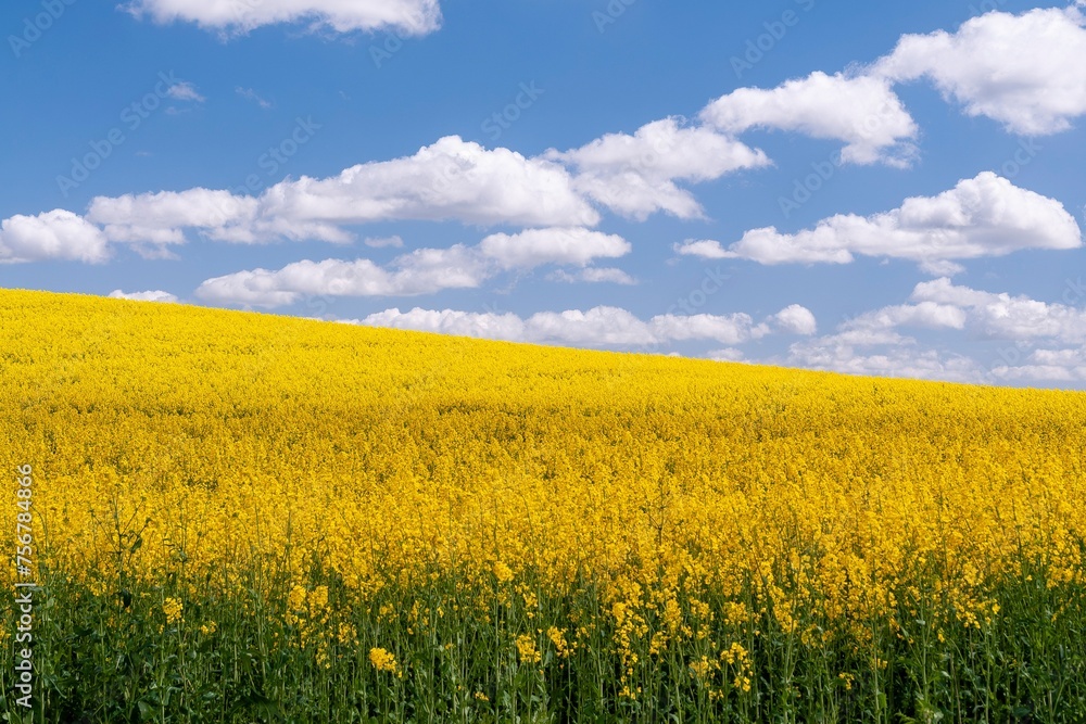 Wunderschönes gelbes Rapsfeld