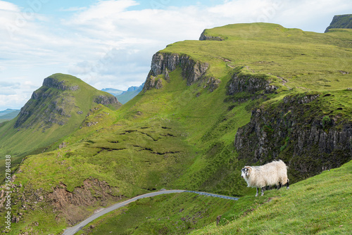 Slika na platnu Scottish Blackface sheep standing on green grass on a remote mountain pasture