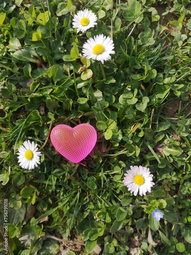 heart of daisies