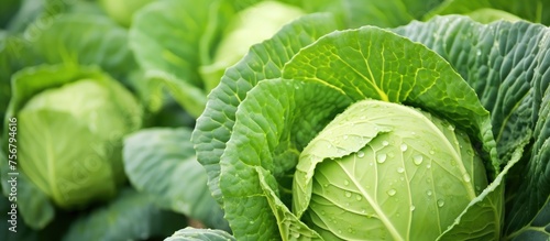 A close up of a leafy green cabbage plant growing in a garden. This terrestrial plant is a popular ingredient in local food and natural foods, commonly used as a vegetable in cooking