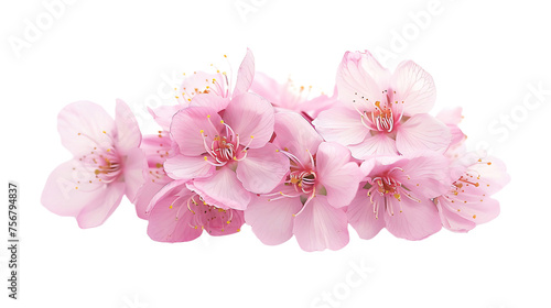 The natural colors of sakura on the flower stalk are isolated on a transparent background. © DYNECREATIVE