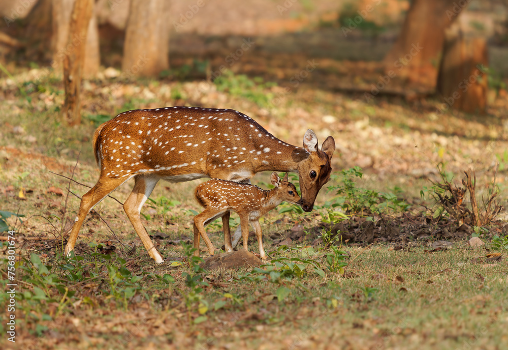 Chital or cheetal - Axis axis also Spotted deer, native to the Indian subcontinent, portrait in the indian jungle, female mother with young calf sucking milk Chital or cheetal - Axis axis also Spotted deer, native to the Indian subcontinent, portrait in the indian jungle, female mother with young calf sucking milk