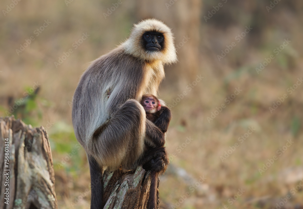 Malabar Sacred Langur or Black-footed gray langur - Semnopithecus hypoleucos is Old World monkey, found in southern India, female with the baby sitting on the stump in Nagarhole park